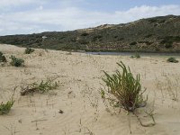 P, Faro, Aljezur, Carrapateira, Praia da Bordeira 66, Saxifraga-Willem van Kruijsbergen