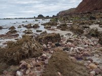 P, Faro, Aljezur, Carrapateira, Praia do Amado 63, Saxifraga-Willem van Kruijsbergen