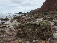 P, Faro, Aljezur, Carrapateira, Praia do Amado 64, Saxifraga-Willem van Kruijsbergen