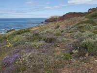 P, Faro, Aljezur, Carrapateira, Praia do Amado 77, Saxifraga-Willem van Kruijsbergen