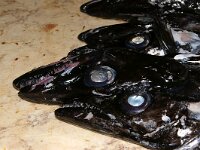 P, Madeira 17, Aphanopus carbo, Saxifraga-Foto Fitis-Sytske Dijksen