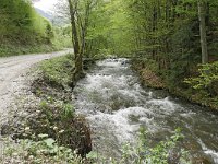 RO, Brasov, Harseni, S of Sebes 2, Saxifraga-Tom Heijnen