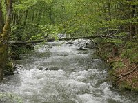 RO, Brasov, Harseni, S of Sebes 3, Saxifraga-Tom Heijnen