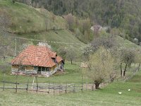 RO, Brasov, Moieciu, Magura 19, Saxifraga-Tom Heijnen