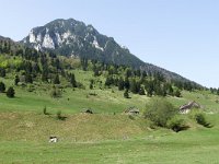 RO, Brasov, Zarnesti, W of Zarnesti 2, Saxifraga-Tom Heijnen