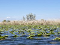 RO, Tulcea, near Crisan 8, Saxifraga-Tom Heijnen