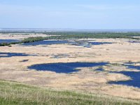 RO, Tulcea, Somova, Dunarea floodplain 3, Saxifraga-Tom Heijnen