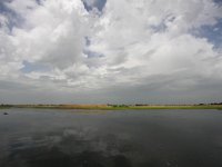 RO, Tulcea, Delta Dunarii 10, Saxifraga-Bart Vastenhouw