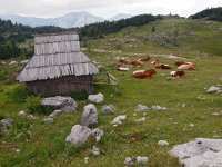 SLO, Osrednjeslovenska, Kamnik, Velika Planina Kamnik 1, Saxifraga-Hans Dekker