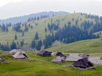 SLO, Osrednjeslovenska, Kamnik, Velika Planina Kamnik 2, Saxifraga-Hans Dekker