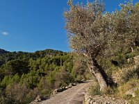 E, Baleares, Alaro 4, Saxifraga-Hans Dekker