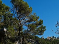 E, Baleares, Alaro, Castel d Alaro 4, Saxifraga-Hans Dekker