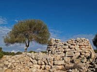 E, Baleares, Llucmajor, Capocorb Vell 3, Saxifraga-Hans Dekker