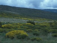 E, Caceres, Tornavacas, Puerto de Tornavacas 1, Saxifraga-Jan van der Straaten