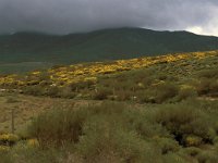 E, Caceres, Tornavacas, Puerto de Tornavacas 3, Saxifraga-Jan van der Straaten