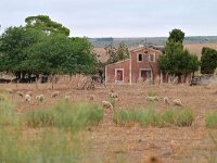 E, Caceres, Trujillo, CC-128 road to Caceres 2, Saxifraga-Tom Heijnen