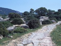 E, Cadiz, Bolonia 2, Saxifraga-Jan van der Straaten