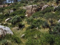 E, Cadiz, Bolonia, Sierra de la Plata 3, Saxifraga-Jan van der Straaten