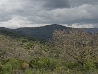 E, Cadiz, Jimena de la Frontera, Alcornocales 24, Saxifraga-Jan van der Straaten