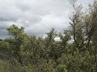 E, Cadiz, Jimena de la Frontera, Alcornocales 29, Saxifraga-Jan van der Straaten