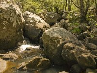 E, Cadiz, Jimena de la Frontera, Alcornocales 60, Saxifraga-Jan van der Straaten