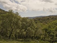 E, Cadiz, Jimena de la Frontera, Alcornocales 63, Saxifraga-Jan van der Straaten