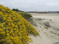 E, Cadiz, Tarifa 26, Saxifraga-Willem van Kruijsbergen