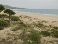 E, Cadiz, Tarifa, Bolonia 7, Saxifraga-Jan van der Straaten