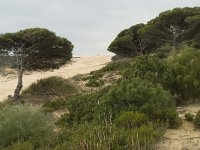 E, Cadiz, Tarifa, Bolonia, Duna de Bolonia 5, Saxifraga-Willem van Kruijsbergen