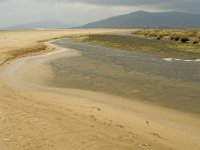 E, Cadiz, Tarifa, Playa de Lances 10, Saxifraga-Jan van der Straaten