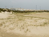 E, Cadiz, Tarifa, Playa de Lances 4, Saxifraga-Jan van der Straaten