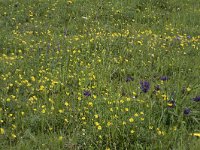 E, Cantabria, Camaleno, Espinama 4, Saxifraga-Willem van Kruijsbergen