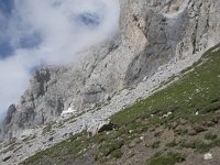 E, Cantabria, Camaleno, Fuente De 37, Saxifraga-Willem van Kruijsbergen