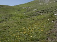 E, Cantabria, Camaleno, Fuente De 46, Saxifraga-Willem van Kruijsbergen