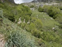 E, Cantabria, Camaleno, Fuente De 76, Saxifraga-Willem van Kruijsbergen