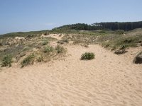 E, Cantabria, Liencres, Dunas de Liencres 52, Saxifraga-Willem van Kruijsbergen