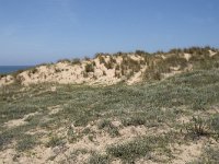 E, Cantabria, Liencres, Dunas de Liencres 76, Saxifraga-Willem van Kruijsbergen