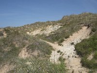 E, Cantabria, Liencres, Dunas de Liencres 96, Saxifraga-Willem van Kruijsbergen