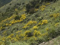 E, Girona, Cadaques, Cap de Creus 6, Saxifraga-Marijke Verhagen