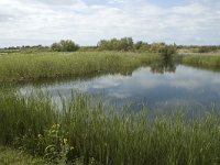 E, Girona, Castello d Empuries, Estany de Europa 1, Saxifraga-Marijke Verhagen