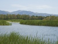 E, Girona, Castello d Empuries, Estany de Europa 10, Saxifraga-Marijke Verhagen