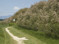 E, Girona, Castello d Empuries, Estany de Europa 12, Saxifraga-Marijke Verhagen