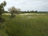 E, Girona, Castello d Empuries, Estany de Europa 2, Saxifraga-Marijke Verhagen