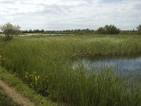 E, Girona, Castello d Empuries, Estany de Europa 3, Saxifraga-Marijke Verhagen