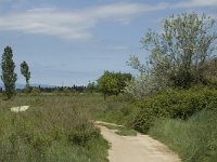 E, Girona, Castello d Empuries, Estany de Europa 5, Saxifraga-Marijke Verhagen