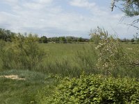 E, Girona, Castello d Empuries, Estany de Europa 8, Saxifraga-Marijke Verhagen