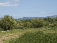 E, Girona, Castello d Empuries, Estany de Europa 9, Saxifraga-Marijke Verhagen