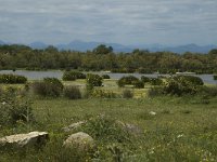 E, Girona, Castello d Empuries, Estany de Vilaut 12, Saxifraga-Jan van der Straaten