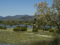 E, Girona, Castello d Empuries, Estany de Vilaut 13, Saxifraga-Jan van der Straaten