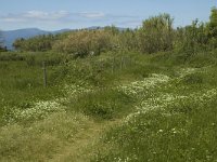 E, Girona, Castello d Empuries, Estany de Vilaut 18, Saxifraga-Jan van der Straaten